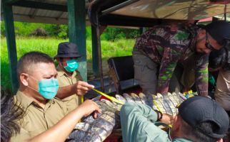 Menyelamatkan Buaya yang Terimpit di Sawah, Dilepaskan di TN Rawa Aopa Watumohai - JPNN.com