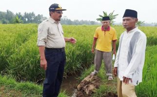 Panen 97,24 Ha Lahan Cetak Sawah Baru di Mukomuko - JPNN.com