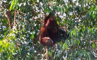 KLHK Kembali Lepasliarkan Orang Utan di Taman Nasional Tanjung Puting - JPNN.com