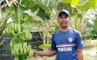 Petani Milenial asal Kupang Ini Mampu Tembus Pasar Modern - JPNN.com