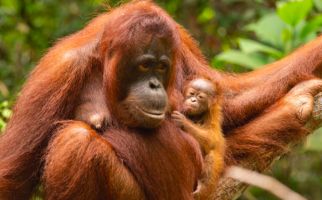 Susi Melahirkan Sinar dengan Selamat di Hutan TN Gunung Palung - JPNN.com