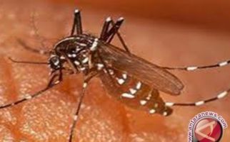 Hasil Riset: Kelambu Beracun Efektif Mencegah Malaria, Nyamuk Dijamin Kram Sayap - JPNN.com