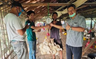 Kementan: Perusahaan Mitra Beli Ayam Ras dari Peternak Mandiri - JPNN.com
