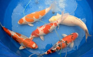 Virus Mengancam, Tiongkok Karantina 290 Ekor Ikan Koi dari Jepang - JPNN.com