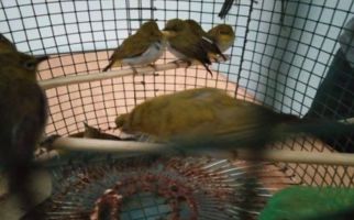 KLHK Menggagalkan Pengiriman 1.266 Ekor Burung Pleci Ilegal - JPNN.com