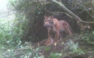Kisah 6 Warga Diadang 3 Harimau Sumatera, Ada yang Memanjat Pohon hingga Sembunyi - JPNN.com
