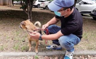 Mengharukan! Anjing Setia Tunggu Majikannya Selama 3 Bulan di Lobi RS - JPNN.com