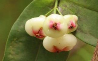 Kontrol Gula Darah dengan Jambu Air Putih - JPNN.com
