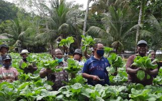 Kelompok Tani di Yapen Panen Sayuran Saat Pandemi Covid-19 - JPNN.com