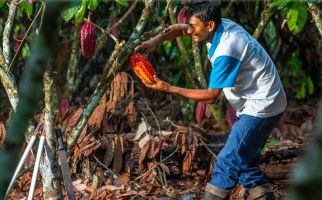 Cargill Ingin Memberi Perlindungan untuk Petani Kakao sekaligus Lingkungan - JPNN.com