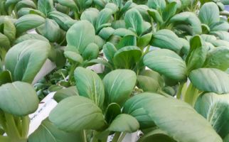 Manfaatkan KUR, Petani Muda Ngawi Kembangkan Pertanian Hidroponik - JPNN.com