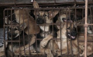 Daging Anjing Dijual di Pasar Senen, Anak Buah Anies Langsung Turun Tangan - JPNN.com