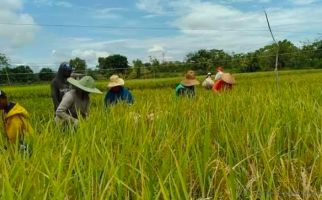 Kementan Imbau Petani Aceh Utara Manfaatkan Asuransi - JPNN.com