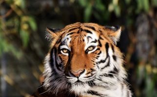 Diterkam Harimau Siberia, Petugas Kebun Binatang Tewas di Tempat - JPNN.com