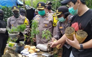 Banyak Pohon Ganja di Tengah Tanaman Pisang dan Sayuran di Bandung, Pemiliknya Ternyata - JPNN.com