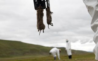 Makan Daging Marmot, Pemuda Mongolia Tewas Kena Penyakit Ganas - JPNN.com