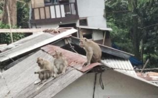 Lihat, Monyet Liar Masuk Permukiman Warga, Ada yang Mati - JPNN.com