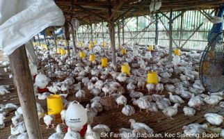 Kementan dan Perwakilan Peternakan Ayam Bahas Solusi Terbaik - JPNN.com