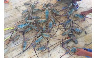 Monopoli Kargo Ekspor Benih Lobster Rugikan Nelayan dan Pemerintah - JPNN.com
