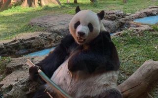 Menikmati Wisata Edukasi Istana Panda di Taman Safari Bogor - JPNN.com