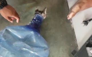 Seekor Kucing Terjebak di Dalam Galon, Petugas Pemadam Kebakaran Turun Tangan - JPNN.com