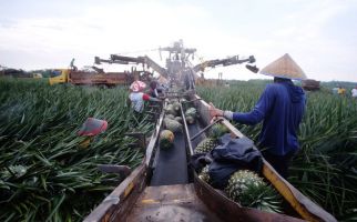 Bea Cukai Maluku Kembangkan Kawasan Berikat Holtikultura - JPNN.com