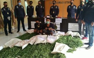 Polisi Temukan Ladang Ganja Seluas Satu Hektare di Bukit Barisan, Dua Pemuda Diringkus - JPNN.com