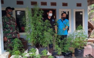 Warga Tasikmalaya Gagal Panen Ganja - JPNN.com