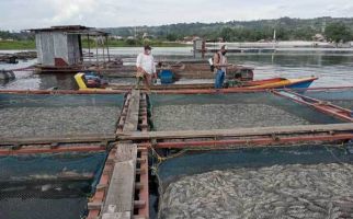 109 Ton Ikan Nila Mati Mendadak di Danau Toba - JPNN.com