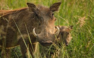 Babi Hutan Mengamuk, Satu Warga Tewas, Kondisi Mengenaskan - JPNN.com