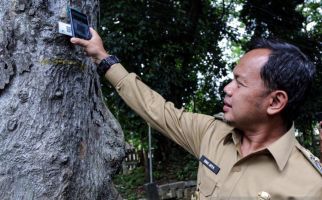 Bima Arya Ingatkan Warga Kota Bogor Kenali Ciri-ciri Pohon yang Rawan Tumbang - JPNN.com