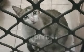 Terungkap Penyebab Oknum Brimob Emosi, Buang Kucing ke Parit - JPNN.com