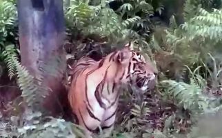 Mencekam, Harimau Sumatera Masuk ke Permukiman, Memangsa Anjing Lalu Tidur di Pinggir Jalan - JPNN.com