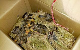 Cuit, Cuit, Cuit, Petugas Gagalkan Pengiriman Ratusan Burung Berkicau Tanpa Dokumen - JPNN.com
