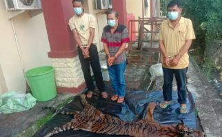 Polisi Tangkap Pelaku Perdagangan Kulit dan Organ Tubuh Harimau Sumatera, Nih Penampakannya - JPNN.com