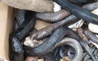 Ratusan Ular Kobra Teror Warga Bintaran Banyuasin, Satu Orang Dikabarkan Tewas - JPNN.com