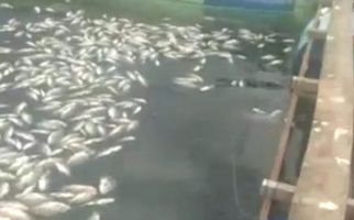 Satu Ton Ikan Nila Mati di Danau Maninjau, Petani Merugi Puluhan Juta - JPNN.com