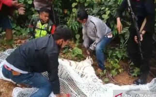 1 Harimau yang Lepas di Sinka Zoo Dilumpuhkan dengan Peluru Bius - JPNN.com