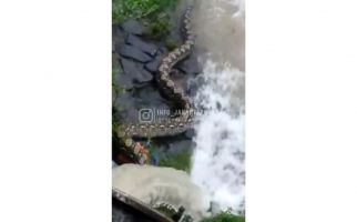 Video Ular Piton Besar Muncul di Pintu Air Petamburan, Hiii... Bikin Merinding - JPNN.com