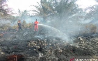 Waduh, Lahan Kelapa Sawit Kembali Terbakar di Agam - JPNN.com