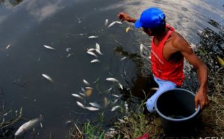 Ribuan Ikan Mendadak Mati, Sering Terjadi - JPNN.com