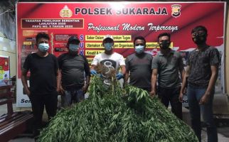 Belasan Jam Berjalan Kaki, Polisi Temukan Ladang Ganja dan Senpi di Kebun Kopi, Pemilik Lari - JPNN.com