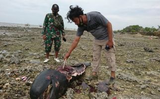 Mengenaskan, Ikan Paus yang Terdampar Dipotong-potong, Pelakunya Terancam Pidana - JPNN.com