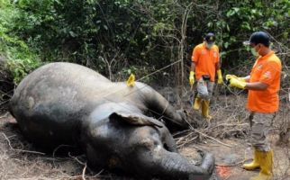 Gajah Ditemukan Mati, BKSDA Belum Tahu Penyebabnya - JPNN.com