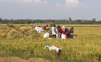 Masa Panen Tiba, Kementan Berharap Pendapatan Petani Makin Terangkat - JPNN.com