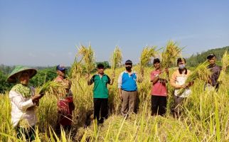 Panen Perdana Program PATB Padi di Cilacap Memuaskan, Petani Ucapkan Terima Kasih untuk Kementan - JPNN.com