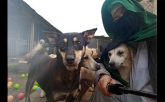 Ini Tentang Perempuan Bercadar Pemilik 70 Anjing di Bogor - JPNN.com