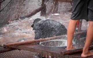 Praktik Akuakultur Dikhawatirkan Membahayakan Kehidupan Ikan - JPNN.com