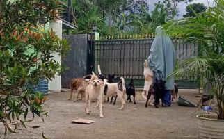 Perempuan Bercadar Pemilik 70 Anjing di Bogor Relakan Sebagian Peliharaannya Direlokasi, tetapi... - JPNN.com