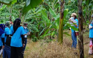 Mendorong Ekspor Hortikultura, Kementan Menggelar TOT Registrasi Kampung dan Lahan Usaha - JPNN.com